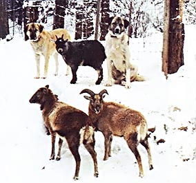 Anatolian Shepherds, Ethanol Extraction, and Other News Items